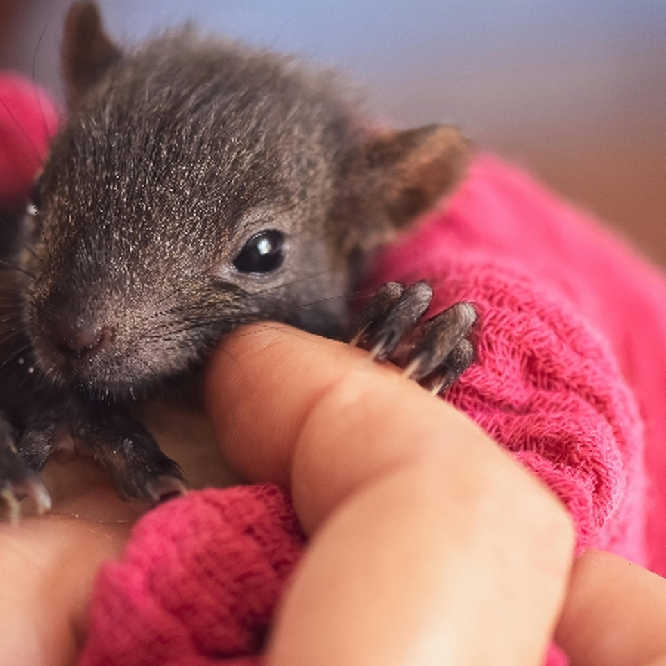 Help Beyond Roots & Refuge Animal Sanctuary.