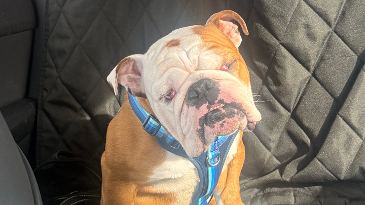 Support Otis’s Journey to a Pain-Free Life campaign photo, 1 of 8