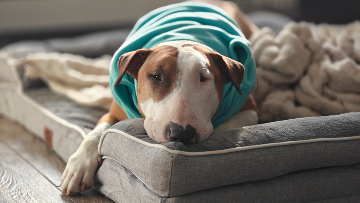 Support Ryder’s Surgery for a Happy Life campaign photo, 1 of 6