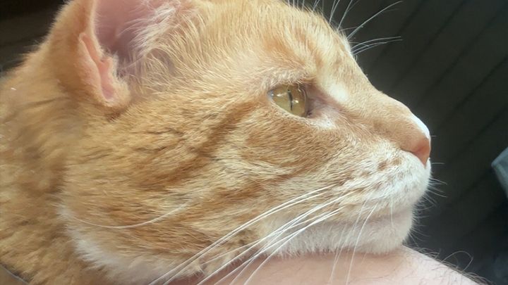 Help Cover Ralph's Emergency Vet Bills campaign photo, 1 of 7