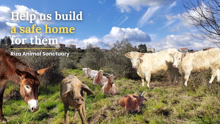 Help us build a safe home for 60 rescued animals campaign photo, 1 of 3