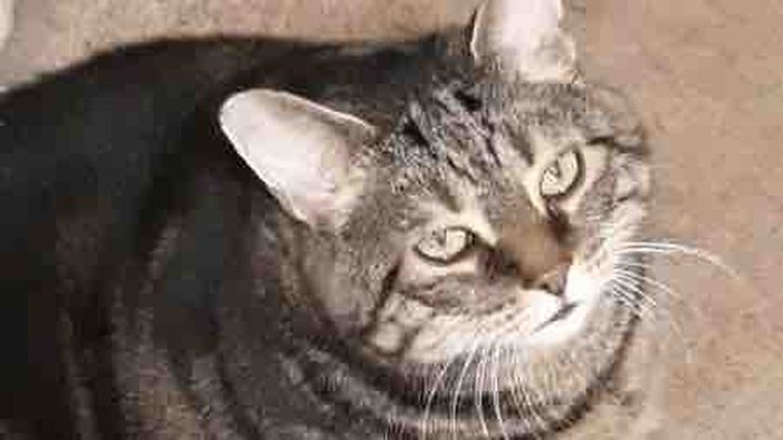 Circle Up to Help Lisa Move and Keep Cats campaign photo, 1 of 3