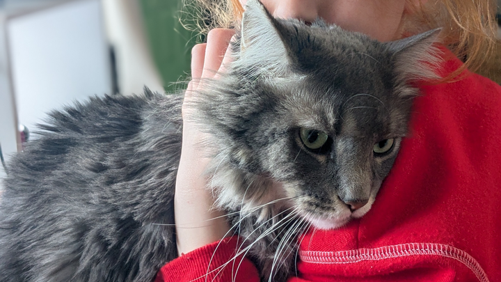 Frosty the Maine Coon campaign photo, 1 of 7