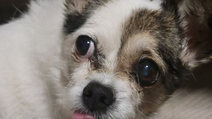 Help Pepe fight to come home campaign photo, 1 of 11