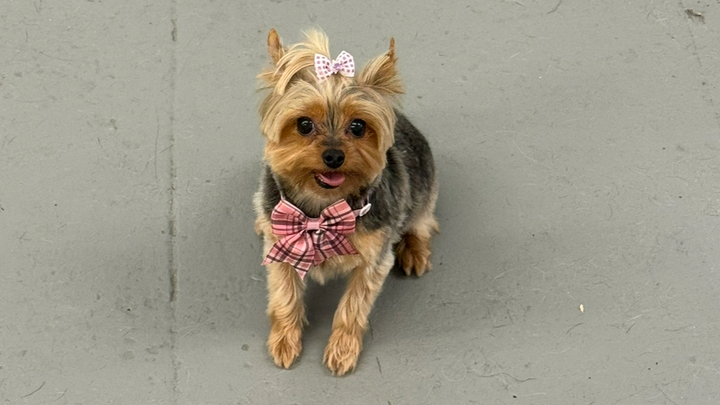 Support Hazel's Battle Against Cancer campaign photo, 1 of 7