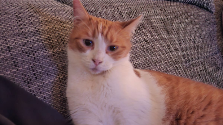 Spendenaufruf für unseren Kater Garfield campaign photo, 1 of 8