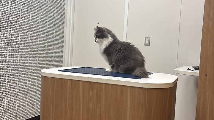 Support Romeo's Ear Surgery and Heart Check campaign photo, 1 of 7