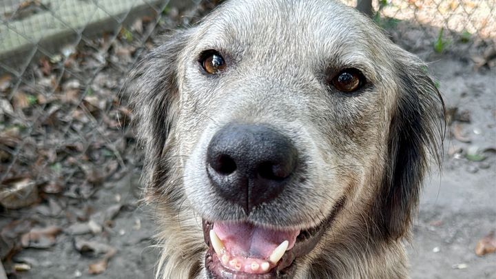 Help Us Turn This Stray Into a Spoiled Farm Dog campaign photo, 1 of 8