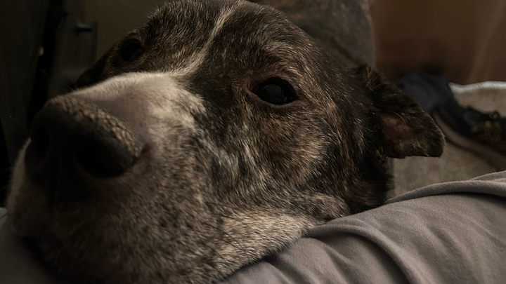 Support Grizzly's Journey to a Pain-Free Life campaign photo, 1 of 3