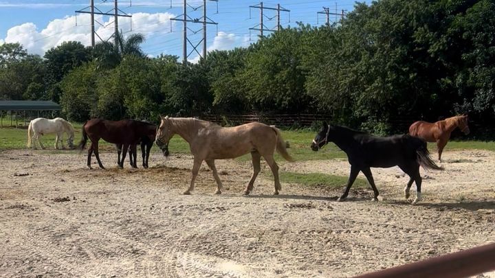 Foto de la campaña Give Rescue Horses A Second Chance, 1 de 8