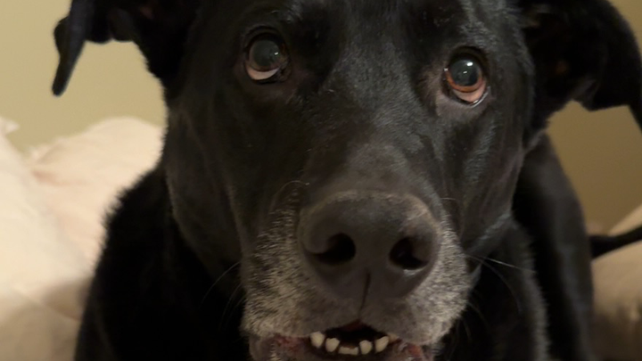 Help Louis Get Back on His Paws campaign photo, 1 of 7