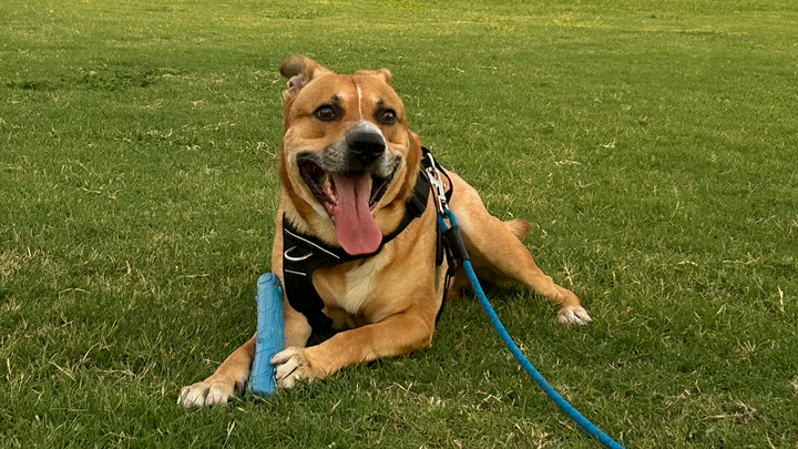 Support Daxter's Cancer Treatment Journey campaign photo, 1 of 8