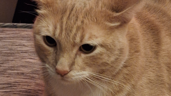 Help George Receive Emergency Life-Saving Treatment campaign photo, 1 of 4