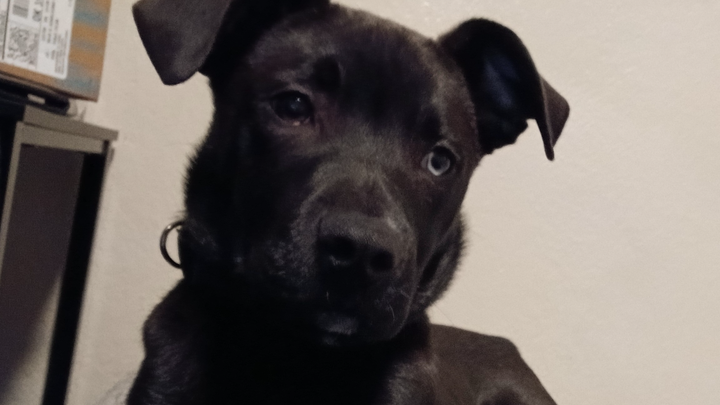 Support Mylo's Journey to Better Health campaign photo, 1 of 3