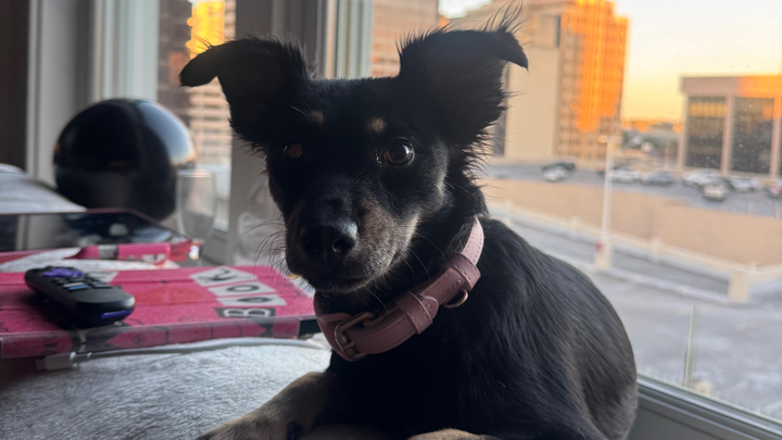 Cookie’s Comeback: Help Her Heal campaign photo, 1 of 7