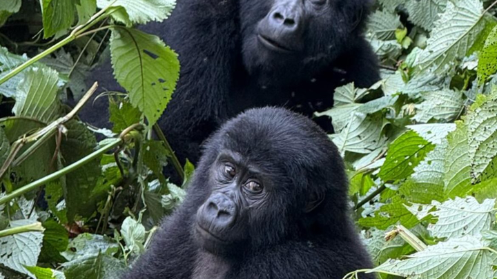 Fiona Reece Fundraiser for Fiona Reece by Amelie Reece : Uganda 2026