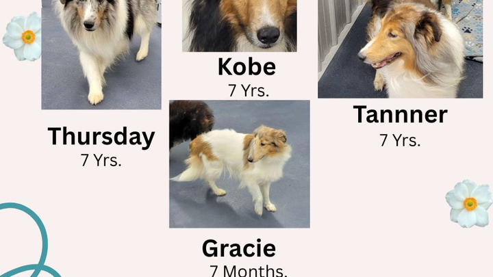 Donate to Help Shelties in Need campaign photo, 1 of 3