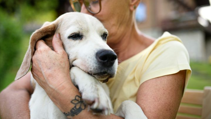 Help The Goddard School in Supporting Speranza Animal Rescue campaign photo, 1 of 3
