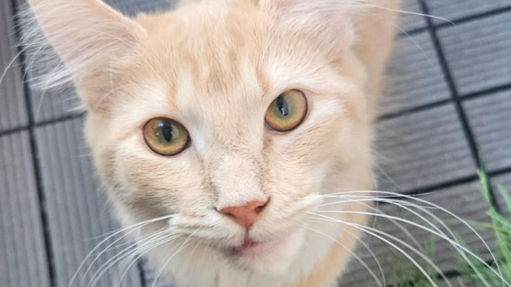 Spendenaufruf für unseren Nachbarn und seine geliebte Katze campaign photo, 1 of 7
