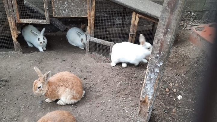 Help Us Rescue over 50 Rabbits in Urgent Need ❤️ campaign photo, 1 of 8