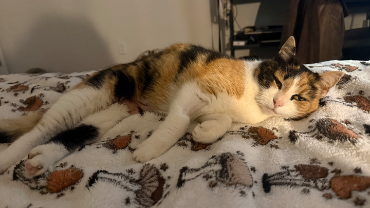 Help pay for BMO’s surgery (: campaign photo, 1 of 7