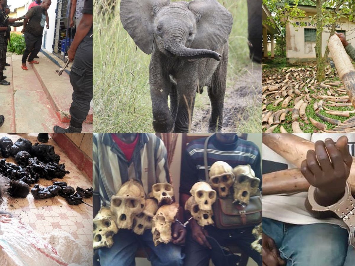 Support EAGLE - keep our fight against wildlife crime alive campaign photo, 1 of 4
