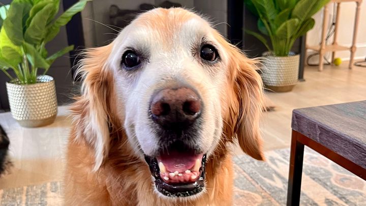Help Cooper recover after coyote attack campaign photo, 1 of 11