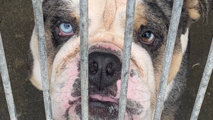 TURBO FACES EUTHANASIA IF NOT RESCUED BY MONDAY, NOV. 17 campaign photo, 1 of 6