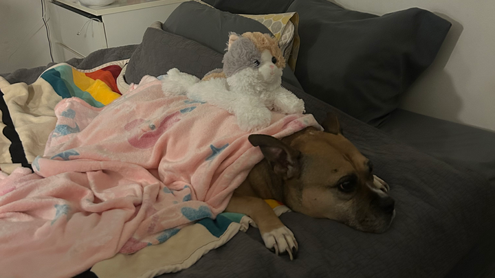 Emergency Vet Care for Panda in Seattle campaign photo, 1 of 8
