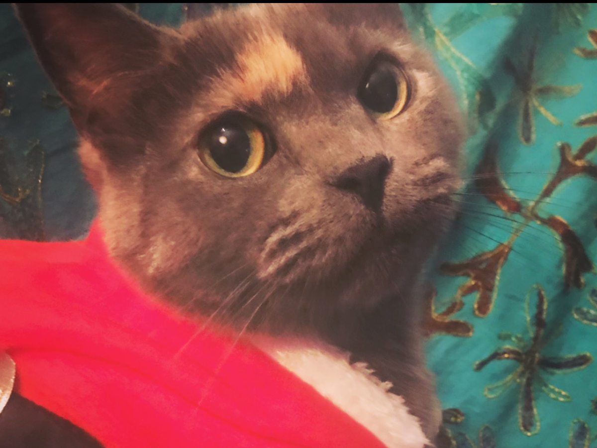 Help Us Save Igor — Beloved Cat Needs Urgent Vet Care campaign photo, 1 of 8