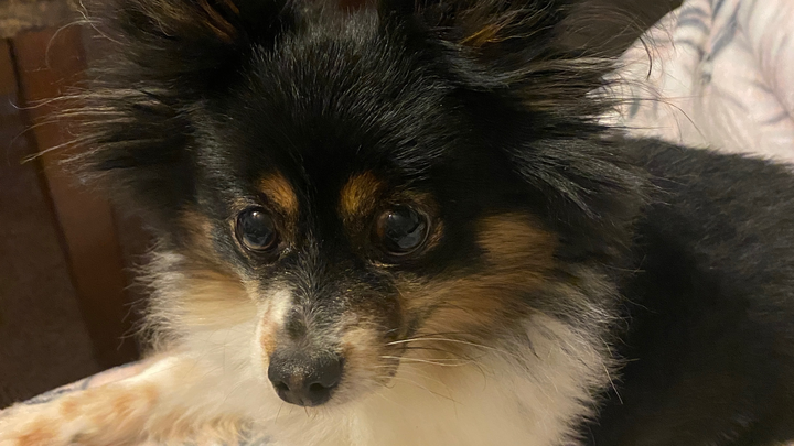 A Little Help for Ari and Her Pup campaign photo, 1 of 5