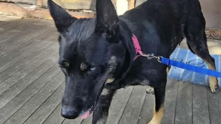 Help Bring Here Home After Her Accident campaign photo, 1 of 3