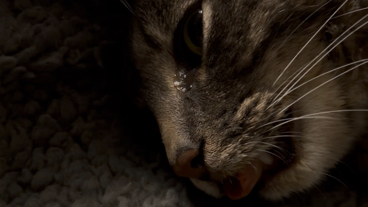 Help My Cat Recover from Poisoning and Burns campaign photo, 1 of 3