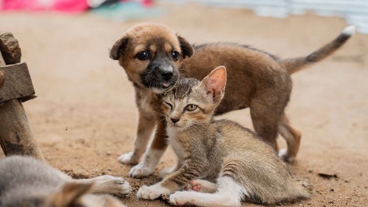 Een veilige plek voor zwerfdieren in Sri Lanka campaign photo, 1 of 7