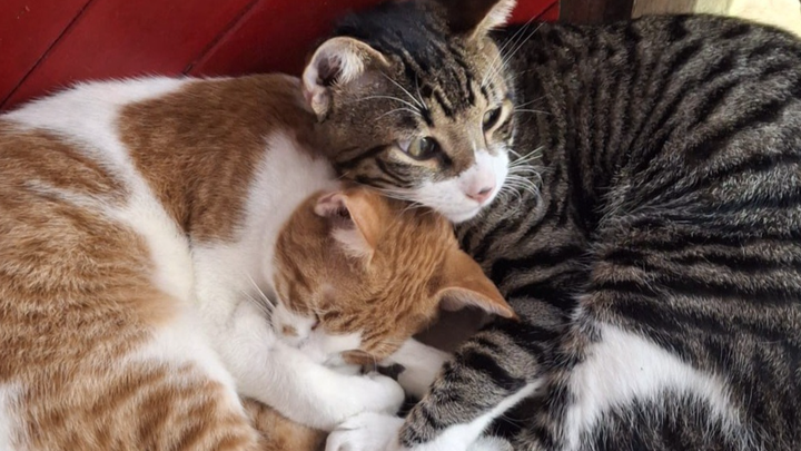 Help Me Care for 14 Rescued Cats As I Fight Cancer campaign photo, 1 of 7