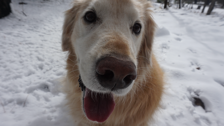 Support Priceless Pets Rescue in Memory of Leo Parrish campaign photo, 1 of 3