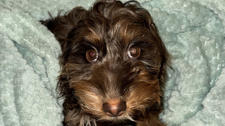 Saving Sadie Girl campaign photo, 1 of 2