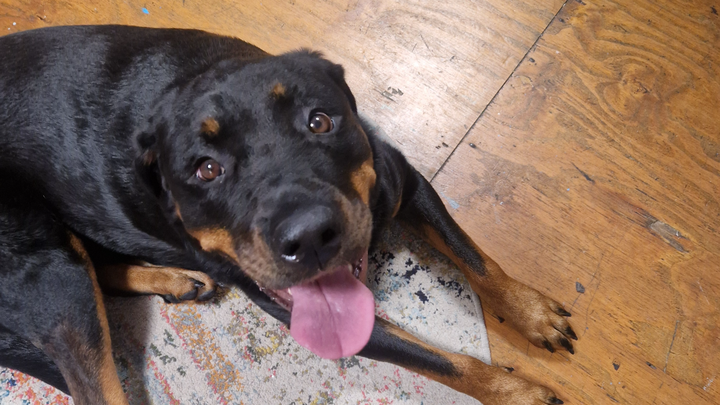 Duffy the Rottie campaign photo, 1 of 7