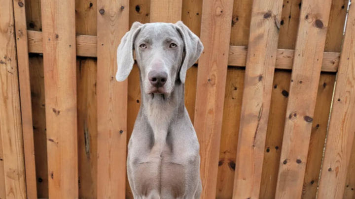 Support Ringo’s Road to Recovery campaign photo, 1 of 4