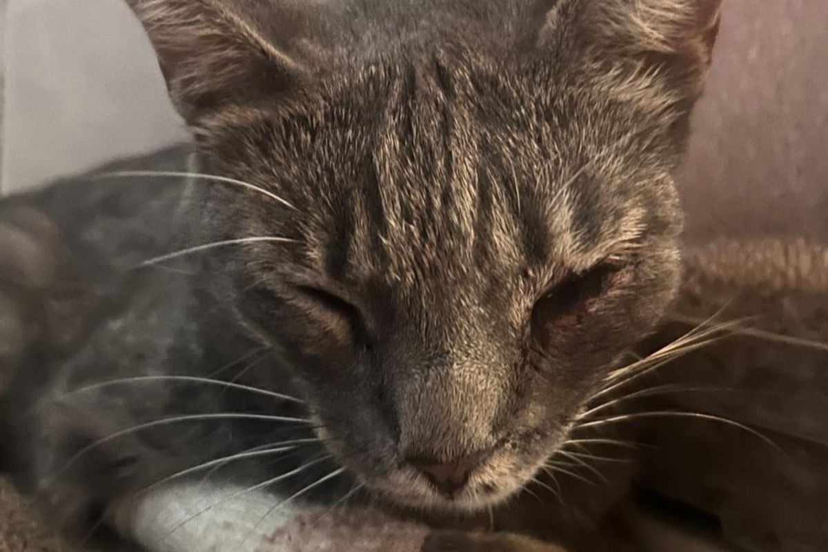 Fundraiser by Arianna Tahan : Aiutiamo Koray, il gatto di Via