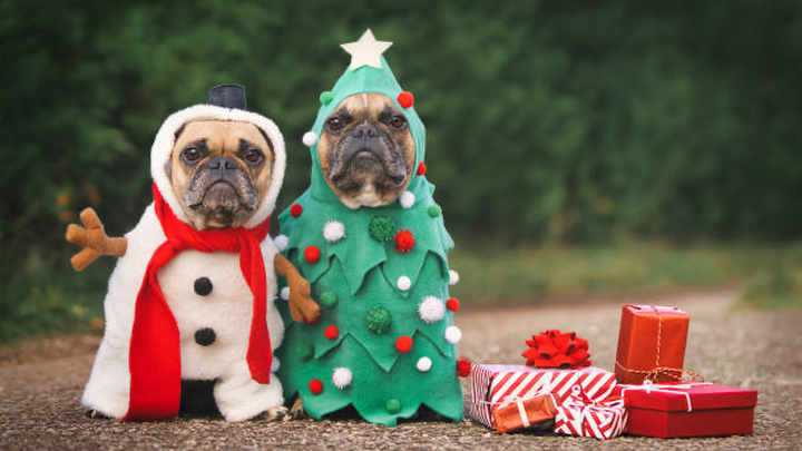 Help Shelter Animals Feel Loved This Holiday campaign photo, 1 of 3