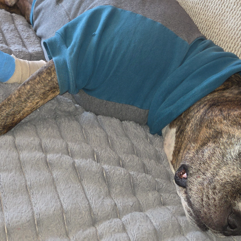 Support Diesel's Urgent ACL Surgery