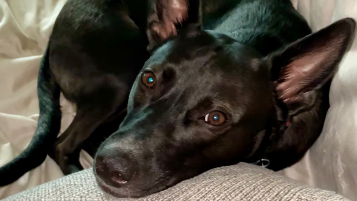 Help Midnight Run Again: Support His Surgery campaign photo, 1 of 8