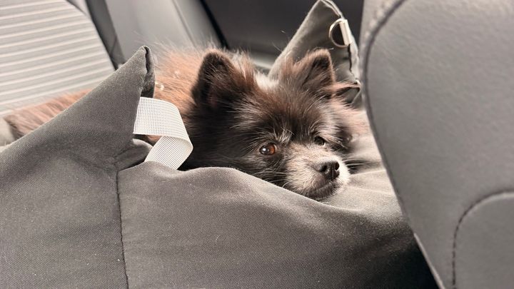 Support Titus's Urgent Surgery Needs campaign photo, 1 of 6