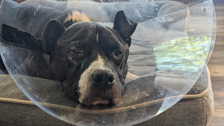 Sesame's Conjunctival Pedicle Flap Surgery campaign photo, 1 of 8
