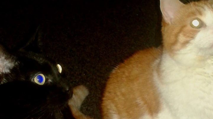 Support for Ackley’s Abandoned Cats TNR program campaign photo, 1 of 4