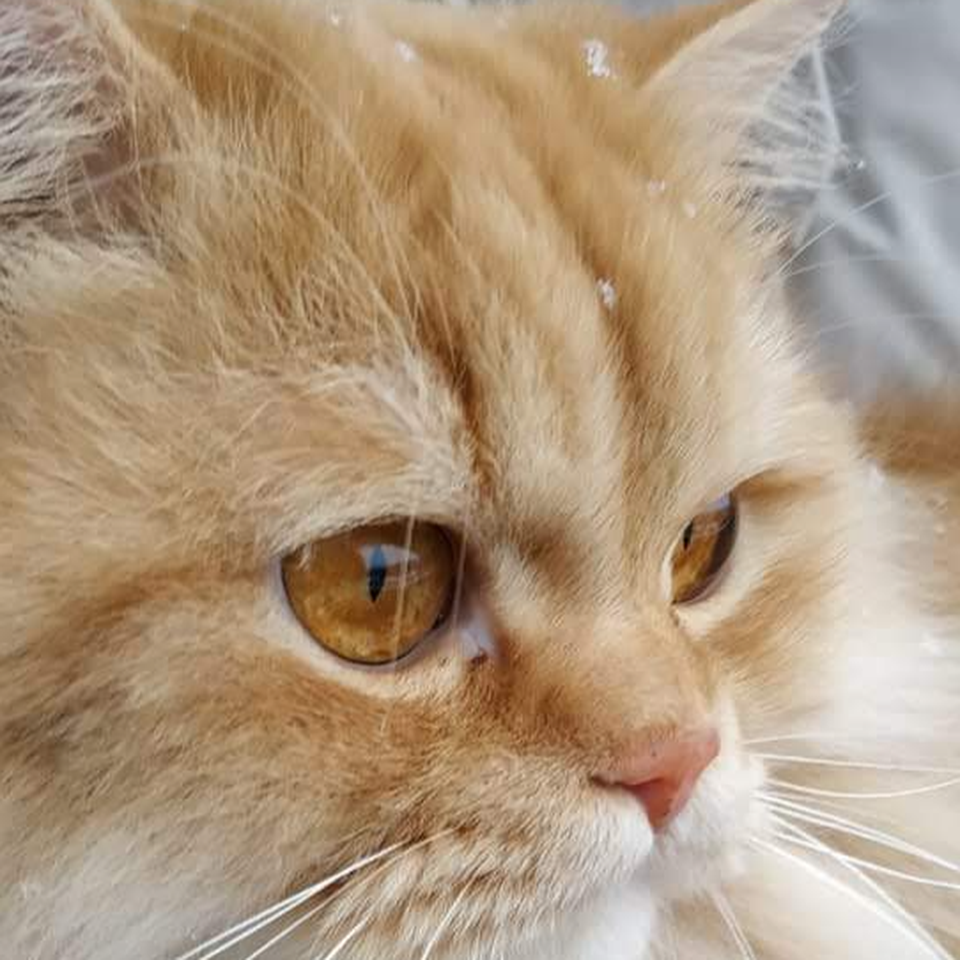 Help Simba Eat Again – Emergency Dental Costs