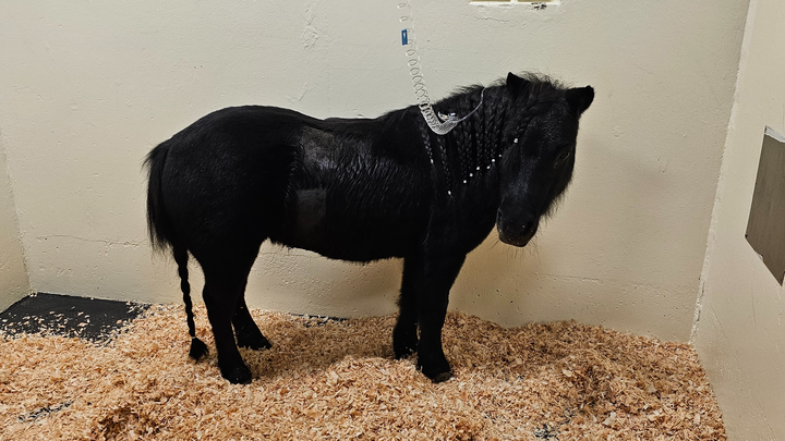 Bella The Mini Horse’s Medical Bills campaign photo, 1 of 8
