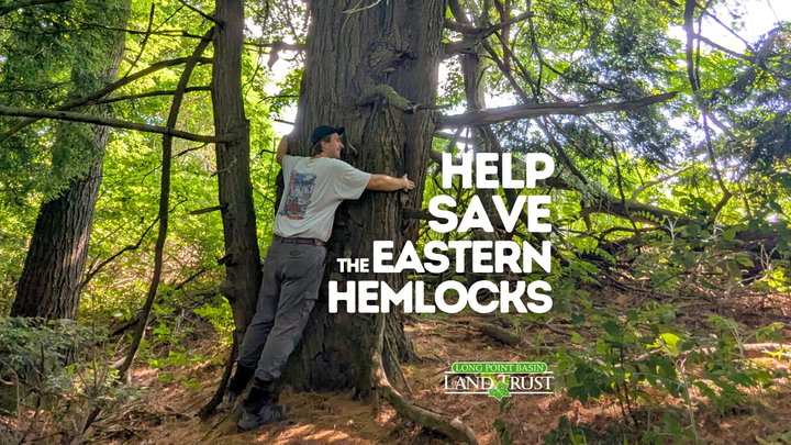 Help Save the Eastern Hemlocks campaign photo, 1 of 7