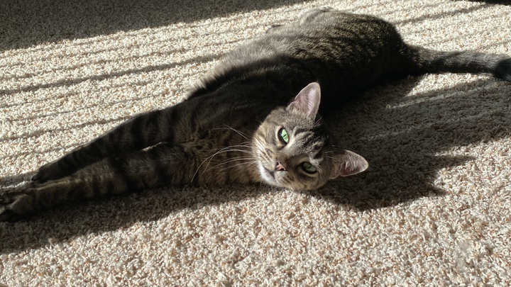 Urgent Surgery For My Best Boy campaign photo, 1 of 8